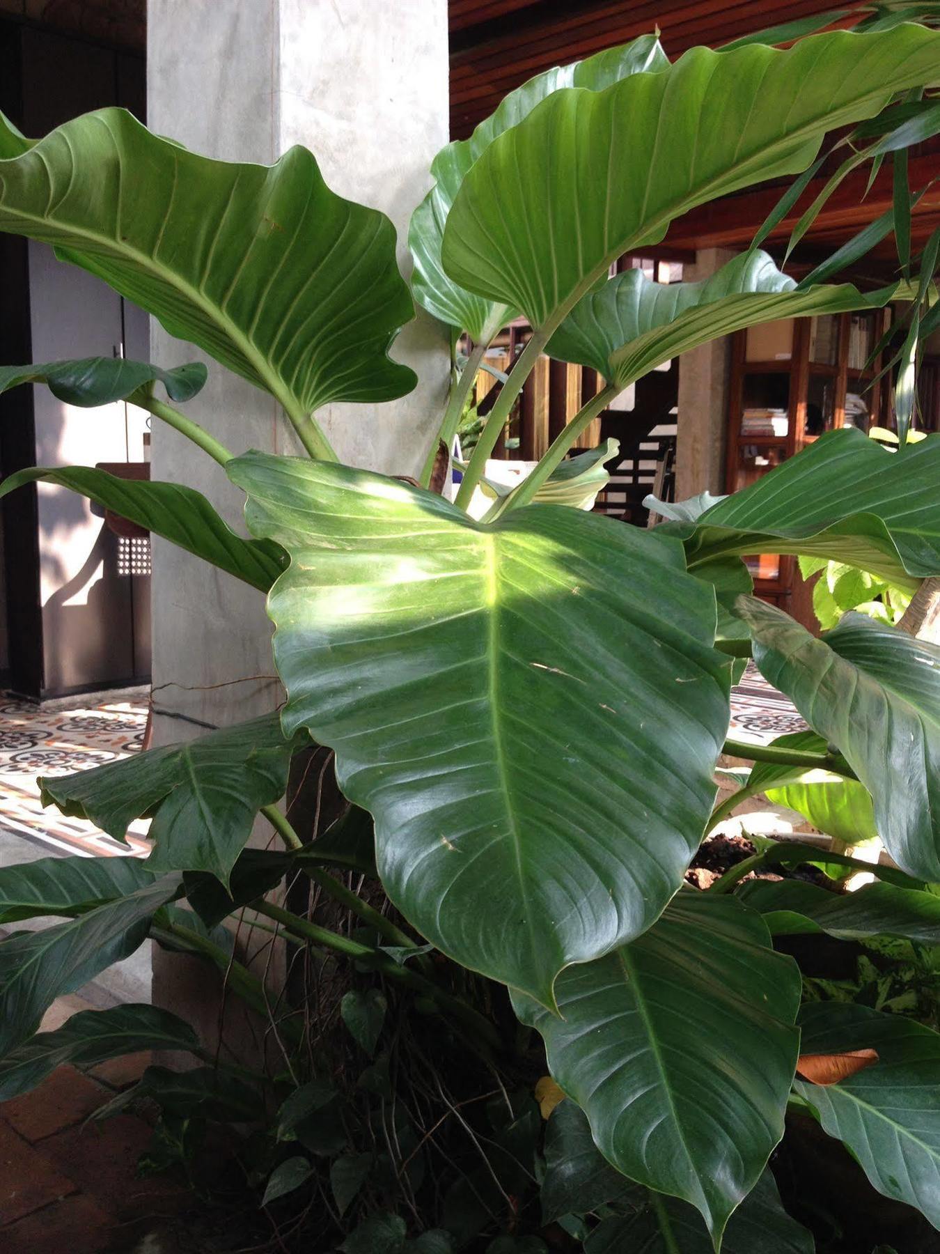 Chiang Maan Residence Chiang Mai Ngoại thất bức ảnh